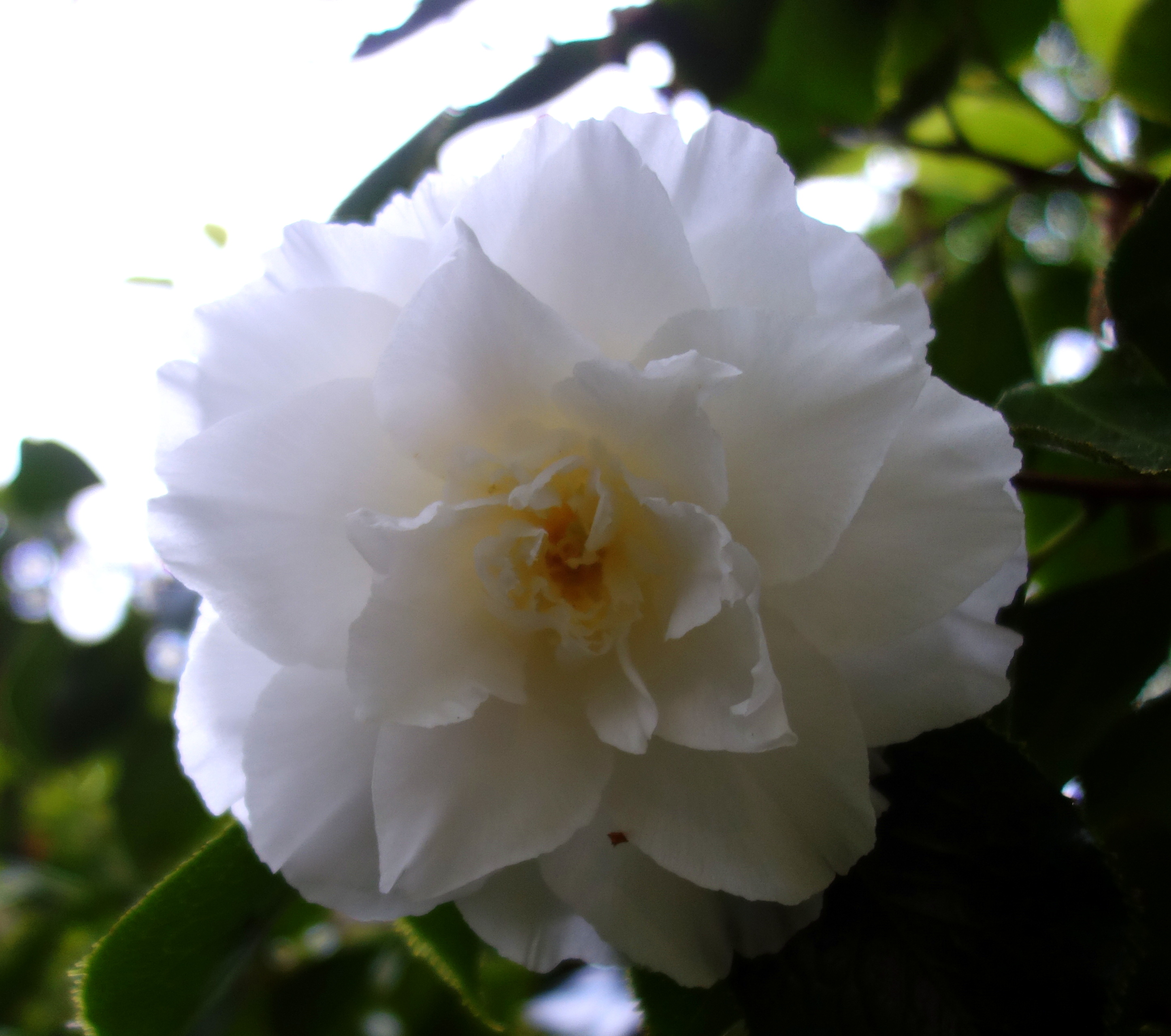 Camellia japonica 'Elegans Champagne'