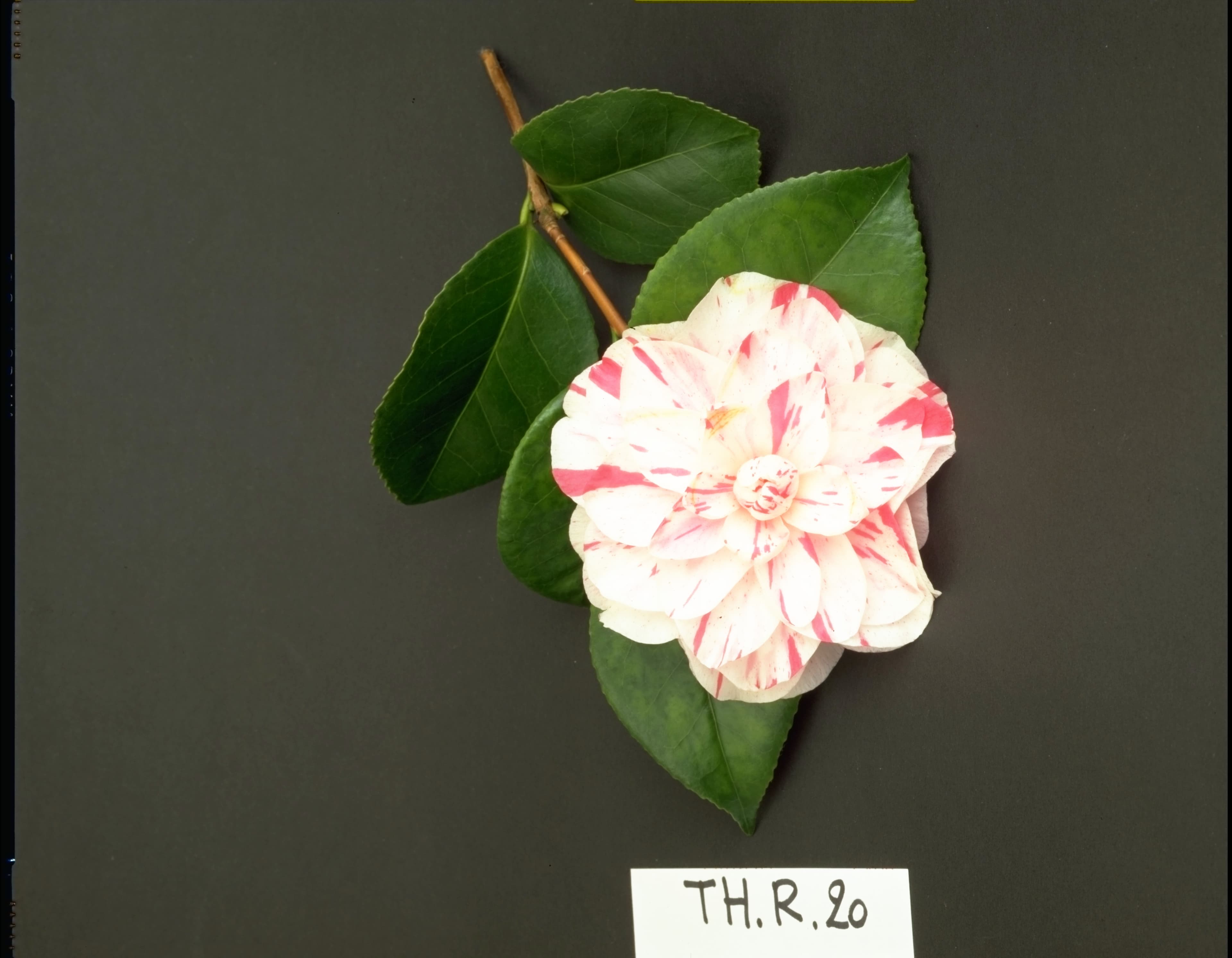 Camellia japonica 'Contessa Lavinia Maggi'