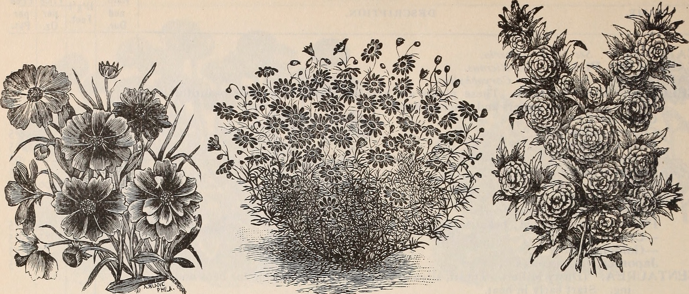 Brachycome, Camellia Flowered