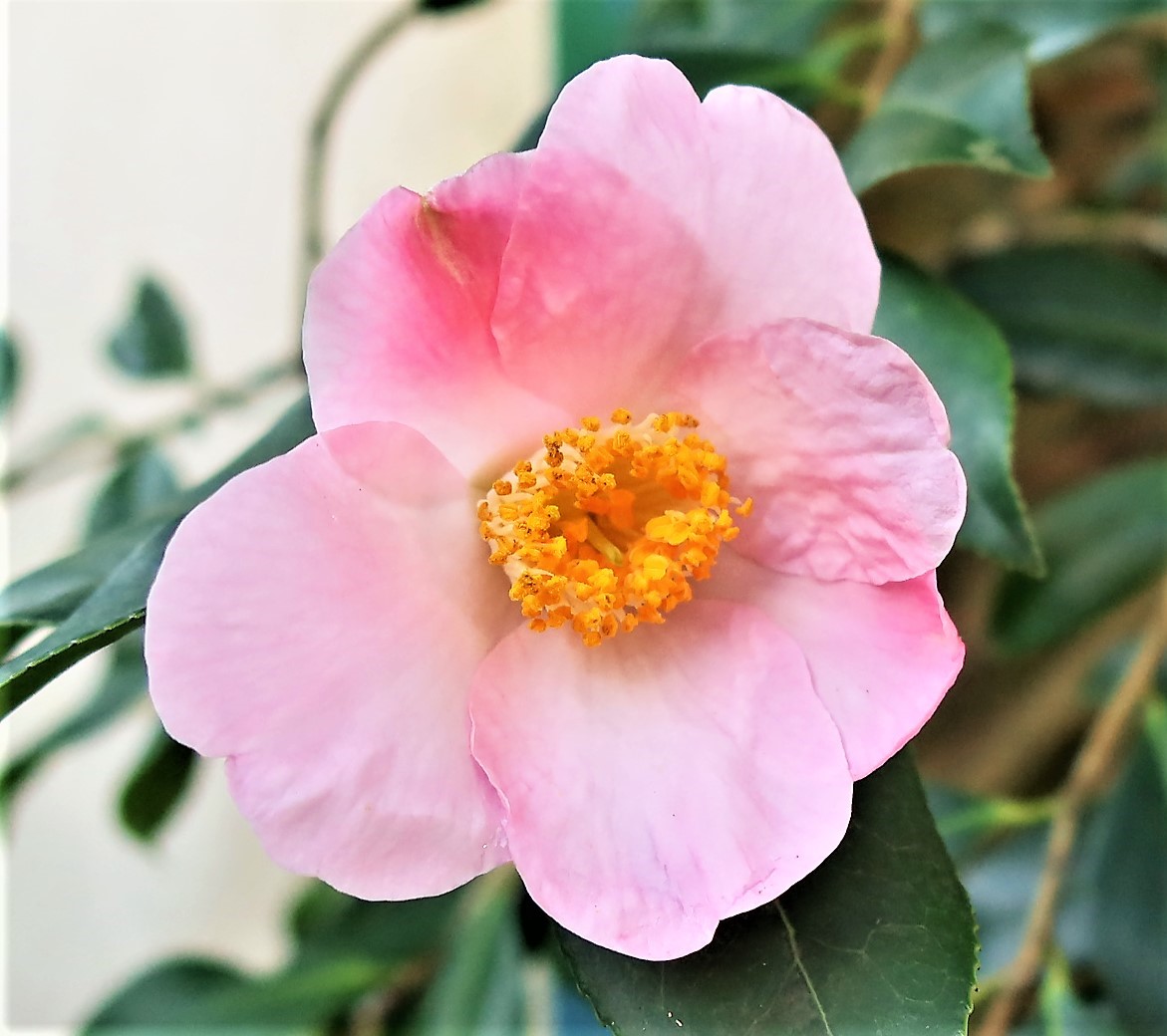 Camellia x williamsii 'J. C. Williams'