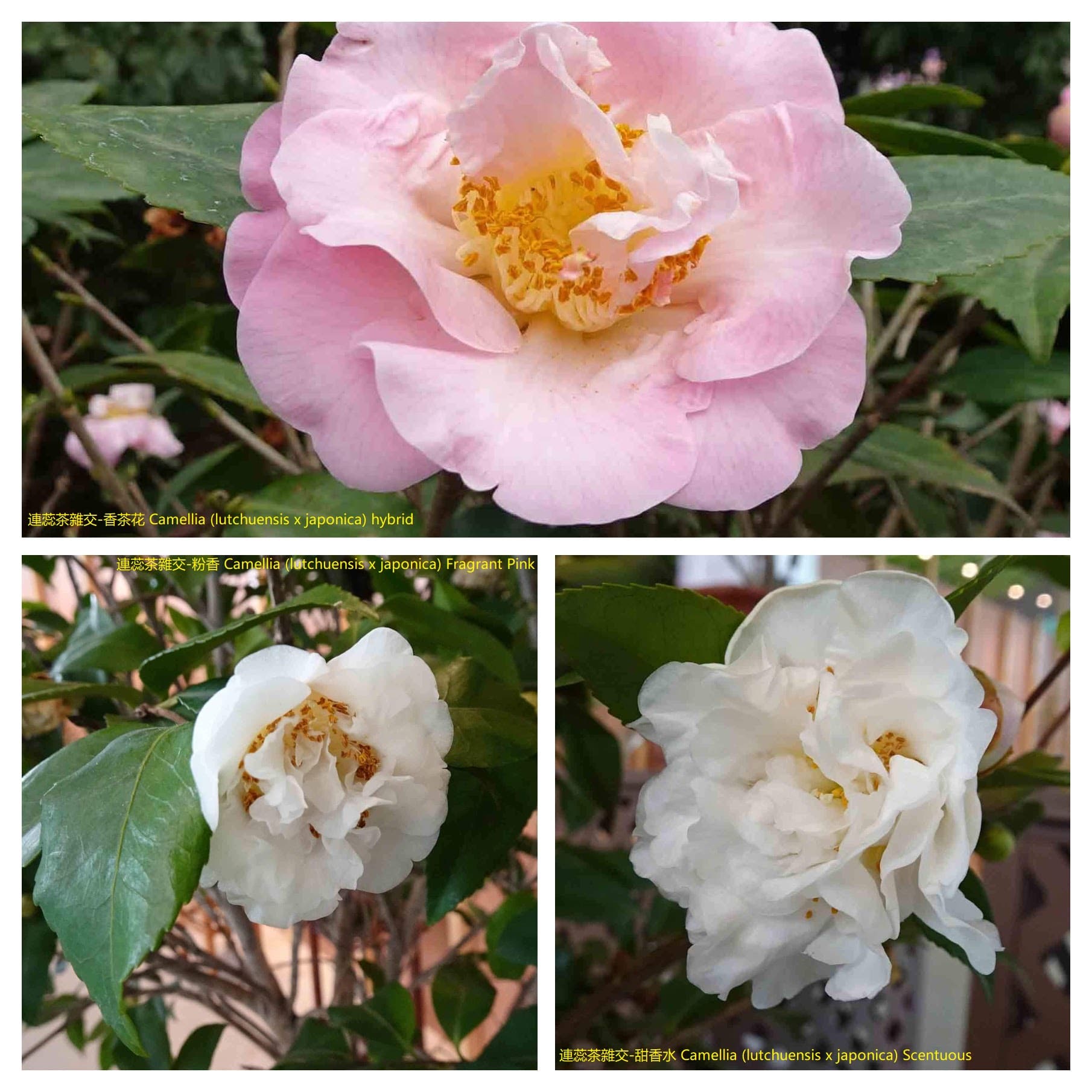 Camellia x lutchuensis x japonica 'Xiang Chá Huā'