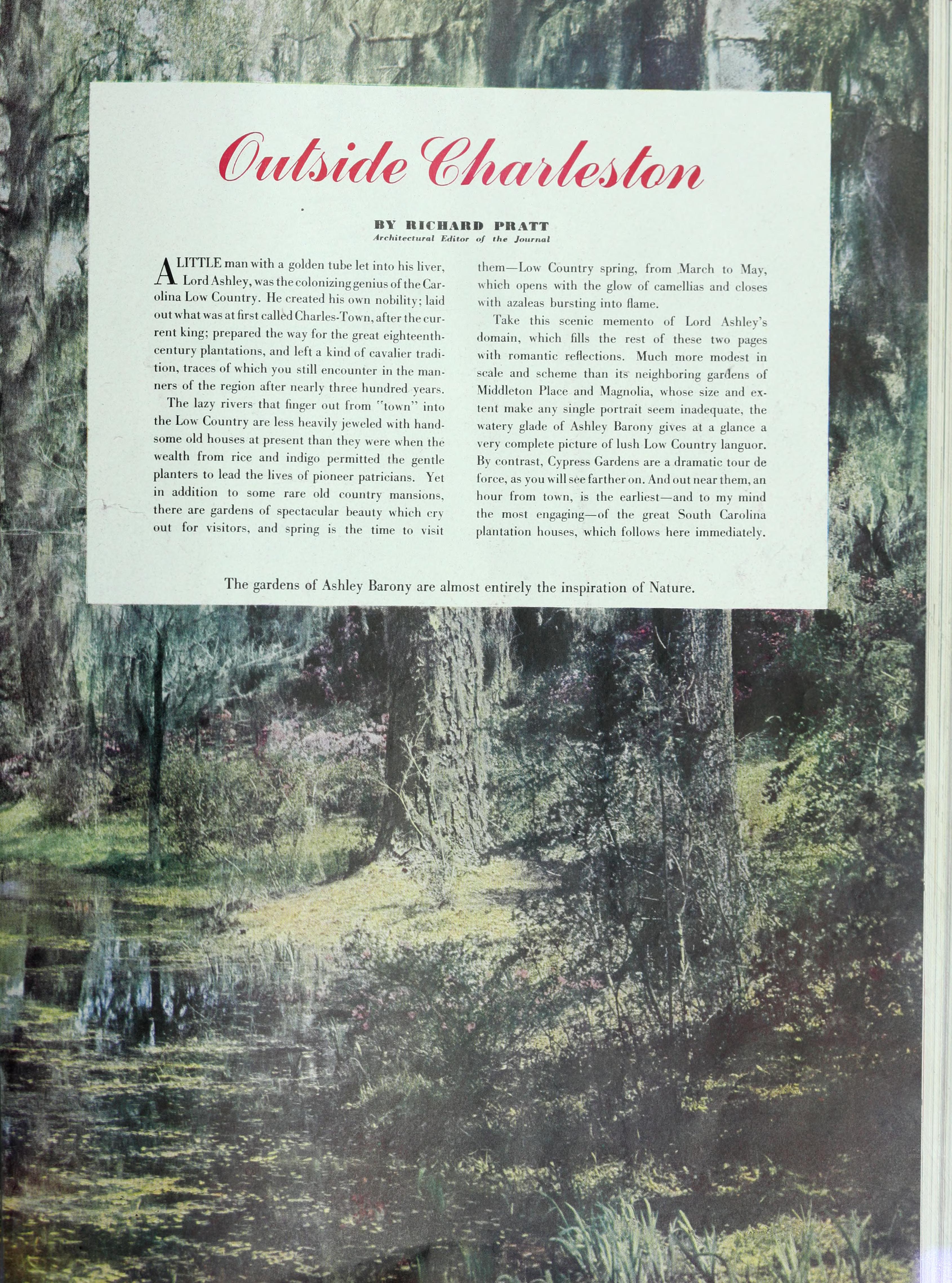 Camellia (unspecified cultivar)