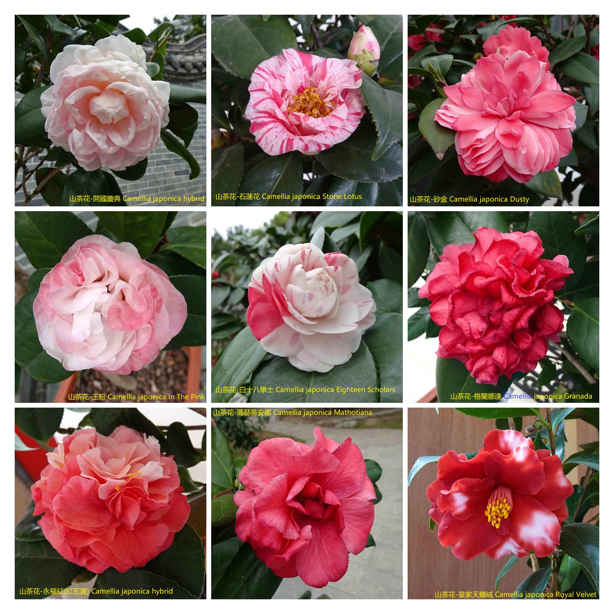Camellia japonica '開國慶典'