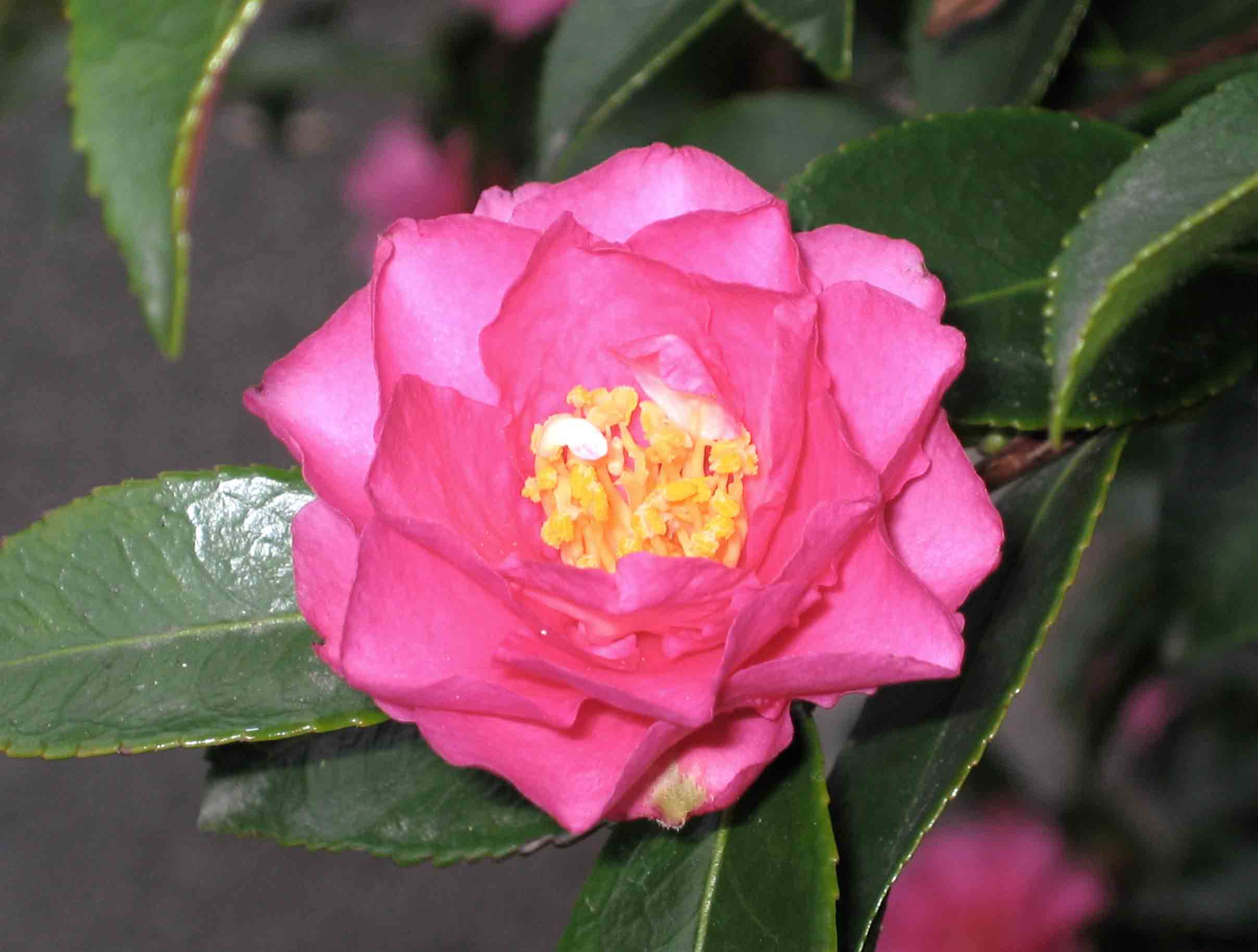 Camellia sasanqua 'Shishi Gashira'