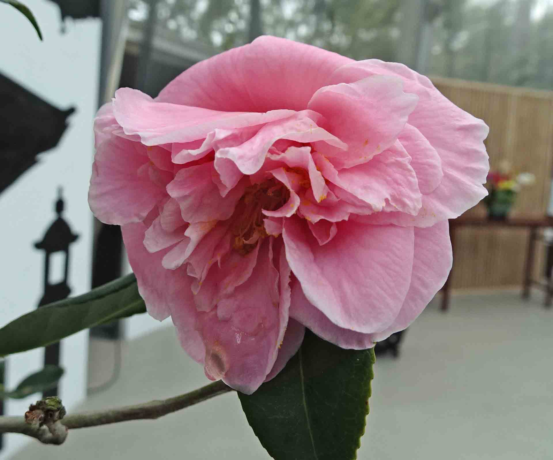 Camellia 'Egao Corkscrew'